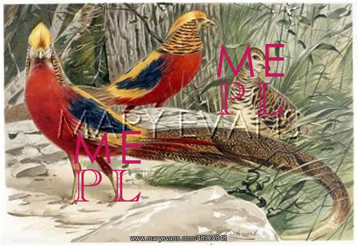 : GOLDEN PHEASANTS : GOLDEN PHEASANTS