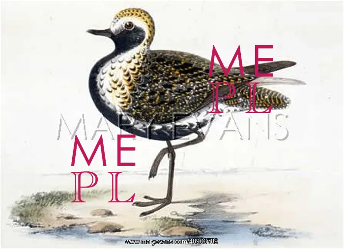  : GOLDEN PLOVER