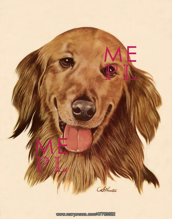  : Golden Retriever
