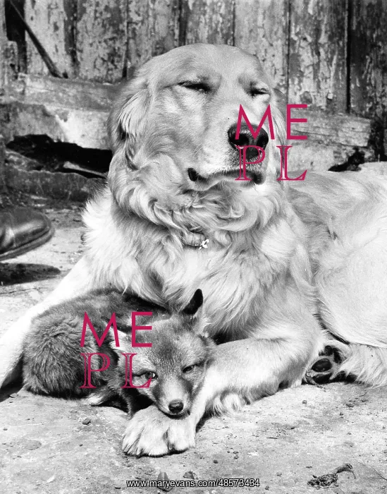 : Golden Retriever and Fox cub : Golden Retriever and Fox cub