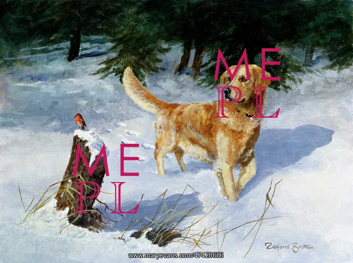  : Golden Retriever in Snow with Robin