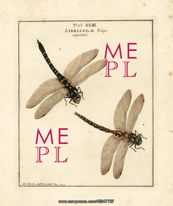 : Golden-ringed and blue hawker dragonflies : Golden-ringed and blue hawker dragonflies