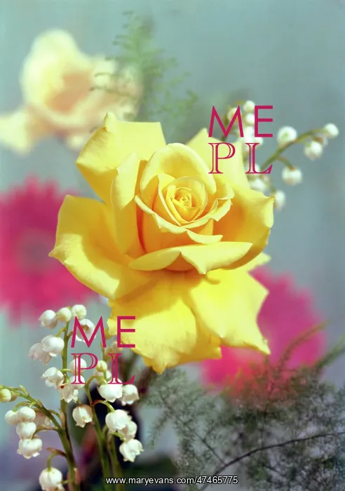  : Golden Rose and Lily of the Valley