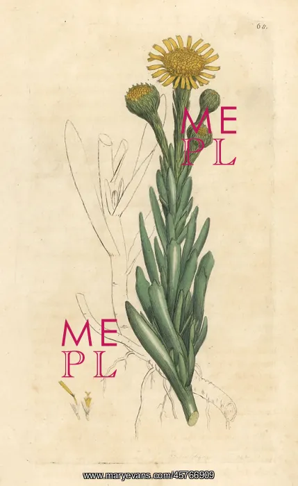 : Golden samphire, Limbarda crithmoides : Golden samphire, Limbarda crithmoides