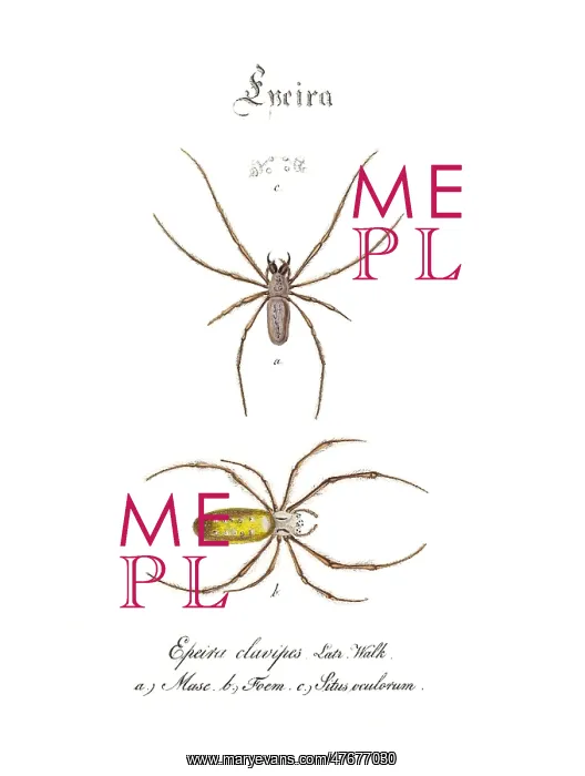 : Golden Silk Spiders : Golden Silk Spiders
