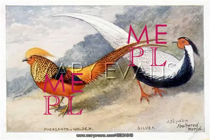  : GOLDEN / SILVER PHEASANTS