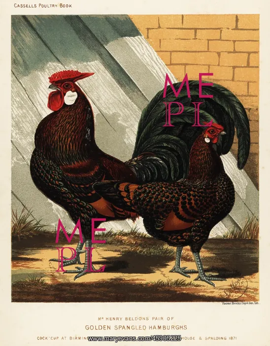 : Golden spangled Hamburgh cock and hen : Golden spangled Hamburgh cock and hen
