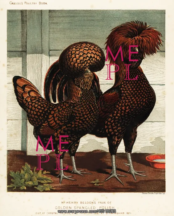 : Golden spangled Polish cock and hen : Golden spangled Polish cock and hen