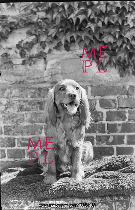 : Golden Spaniel Portrait : Golden Spaniel Portrait