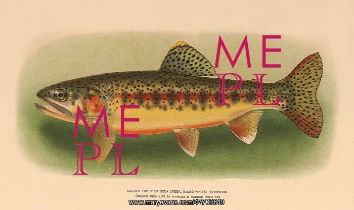  : Golden Trout