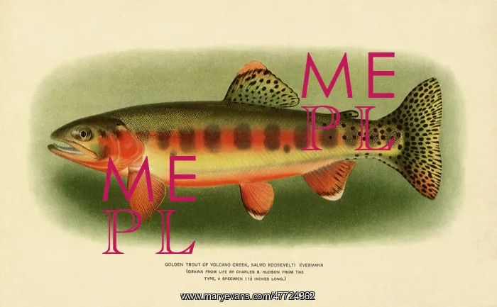  : Golden Trout