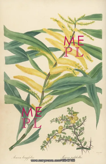 : Golden wattle and prickly moses : Golden wattle and prickly moses