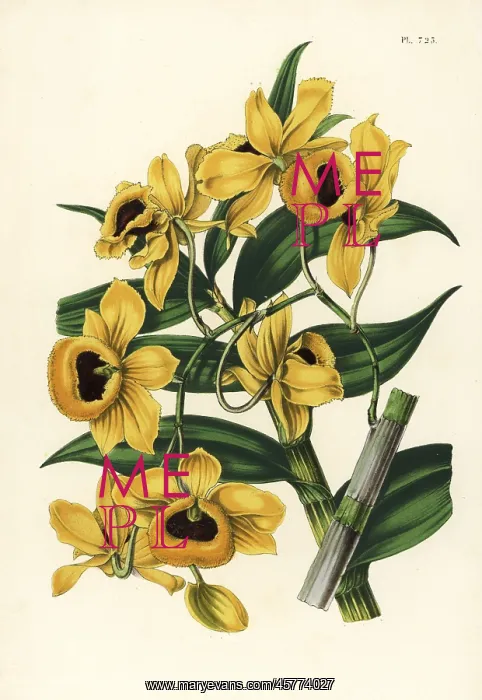 : Golden yellow-flowered dendrobium orchid : Golden yellow-flowered dendrobium orchid