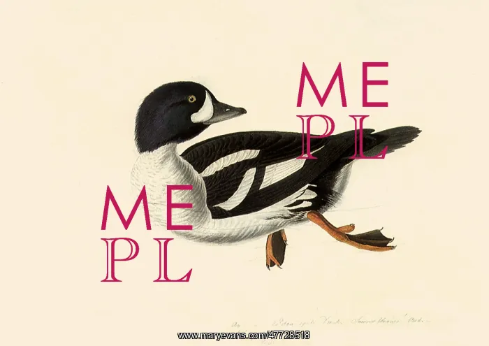 : Goldeneye