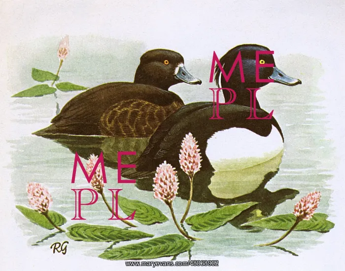 : Goldeneye. Two Goldeneye ducks on the water : Goldeneye. Two Goldeneye ducks on the water