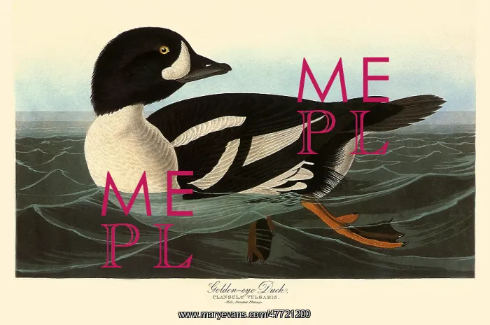  : Goldeneye, Bucephela dangula