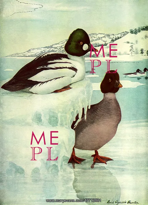  : Goldeneye, Frozen Lake