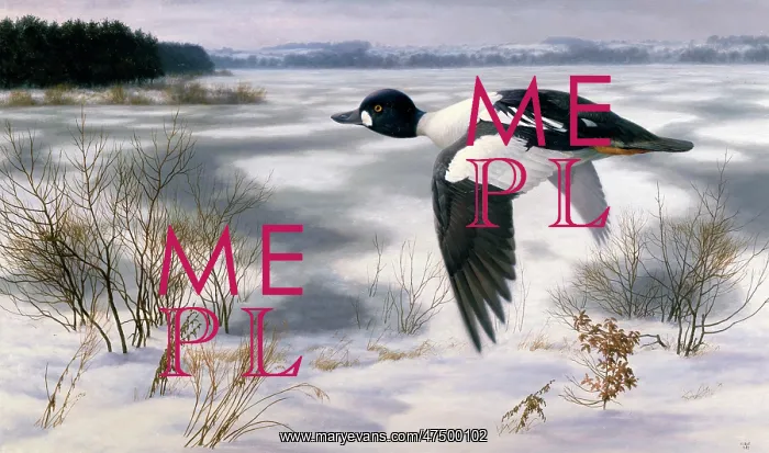 : Goldeneye in a Winter Landscape : Goldeneye in a Winter Landscape