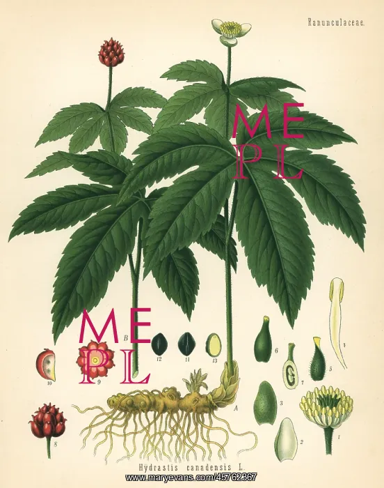 : Goldenseal, Hydrastis canadensis : Goldenseal, Hydrastis canadensis
