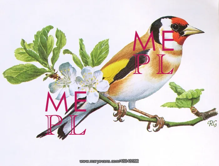 : Goldfinch (Carduelis carduelis) : Goldfinch (Carduelis carduelis)