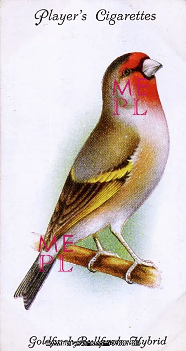  : Goldfinch-Bullfinch Hybrid