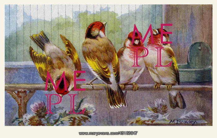  : Goldfinch-Bullfinch hybrids