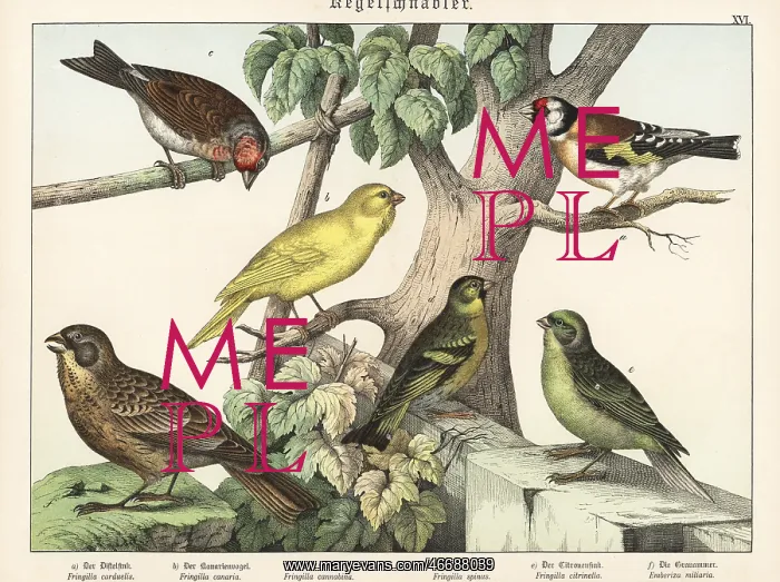 : Goldfinch, canary, linnet, etc : Goldfinch, canary, linnet, etc