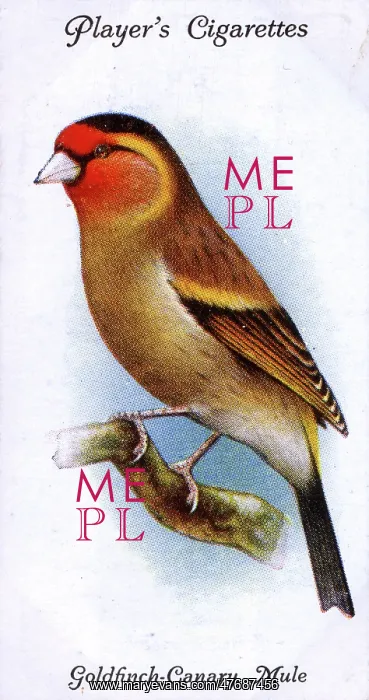  : Goldfinch-Canary Mule