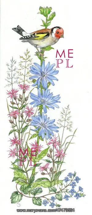 : Goldfinch on chicory, ragged robin, veronica : Goldfinch on chicory, ragged robin, veronica