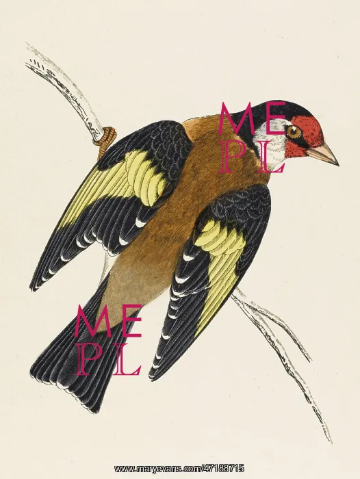  : GOLDFINCH / MORRIS