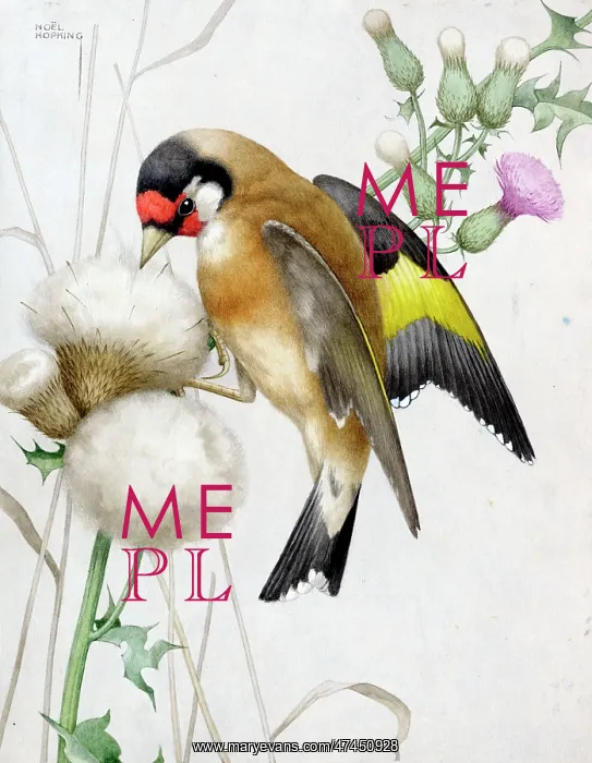 : Goldfinch on thistle : Goldfinch on thistle