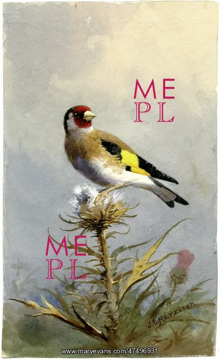  : Goldfinch on a thistle