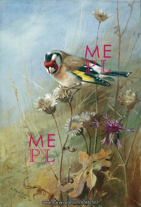 : Goldfinch on Thistles : Goldfinch on Thistles