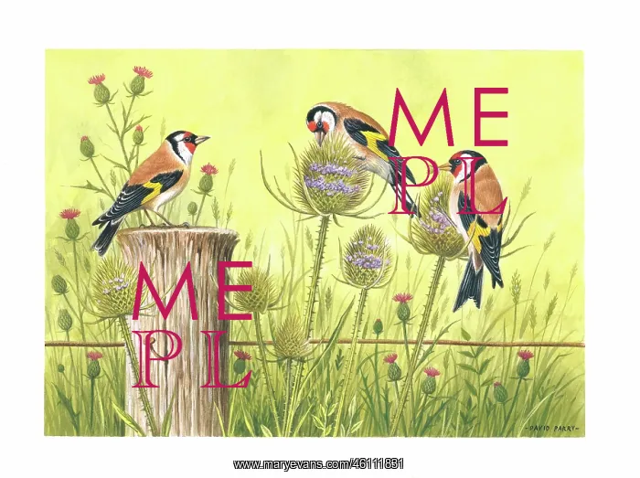  : Goldfinches