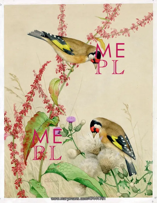  : Two Goldfinches