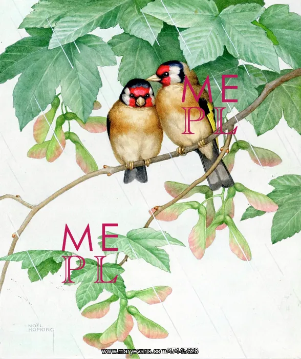  : Two Goldfinches