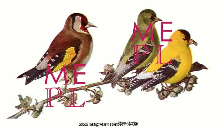 : Goldfinches : Goldfinches