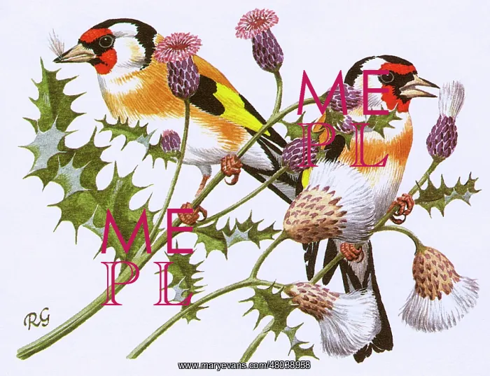 : Goldfinches : Goldfinches