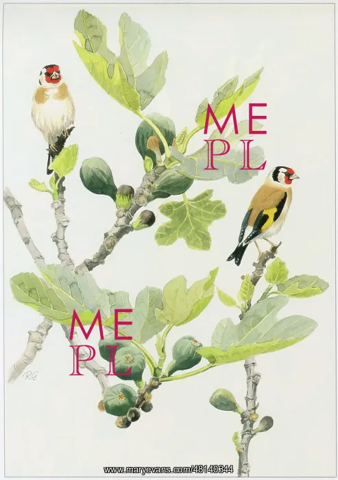  : Goldfinches