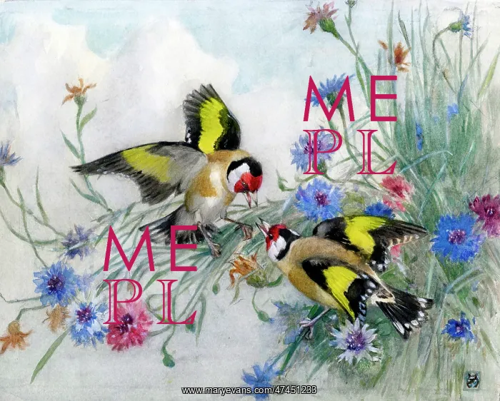 : Two goldfinches with cornflowers : Two goldfinches with cornflowers