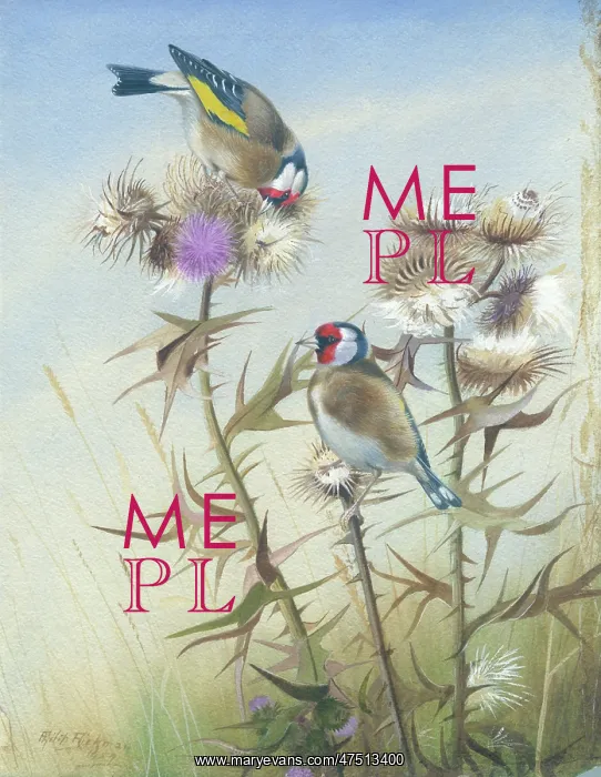  : Two Goldfinches feeding on thistle down