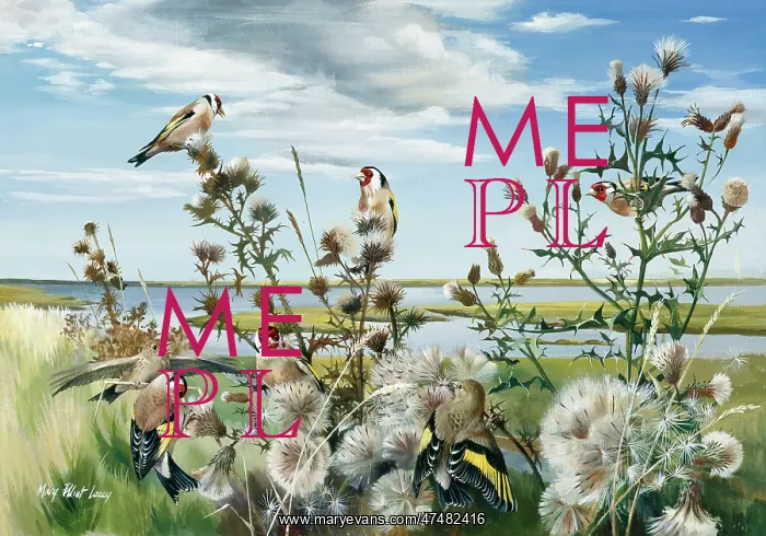  : Goldfinches Feeding on Thistle Seeds