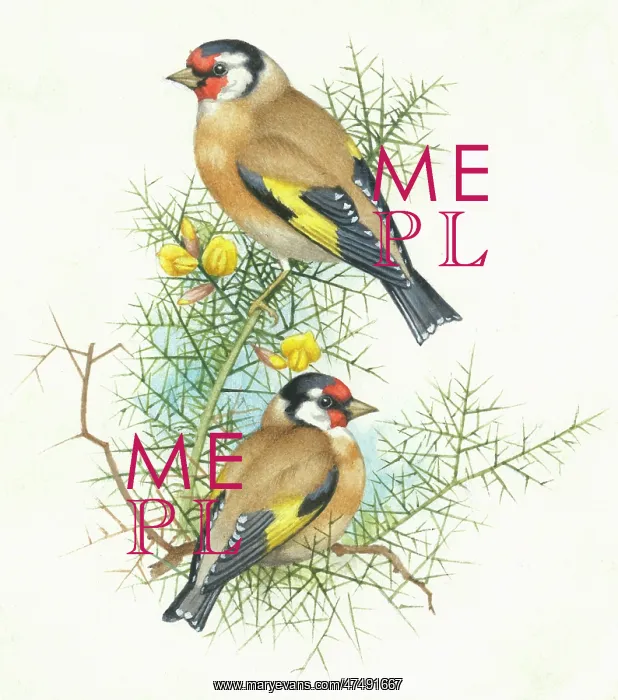  : Goldfinches – two goldfinches on gorse
