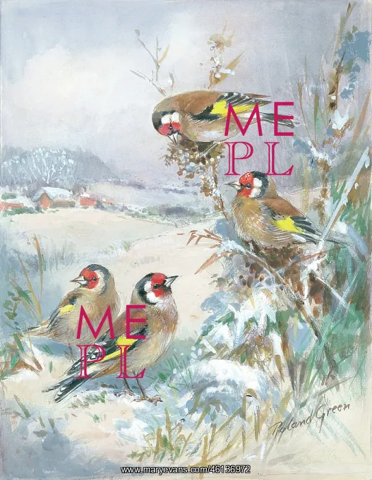  : Goldfinches in the snow