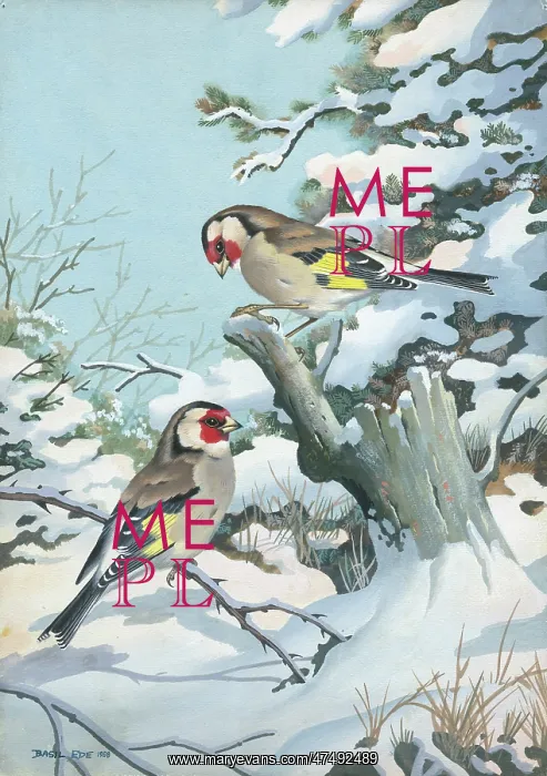 : Two Goldfinches in Snow : Two Goldfinches in Snow