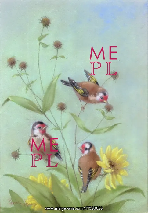  : Three Goldfinches on Sunflowers