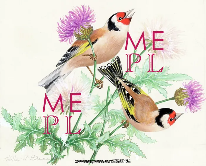 : Two goldfinches on thistle : Two goldfinches on thistle
