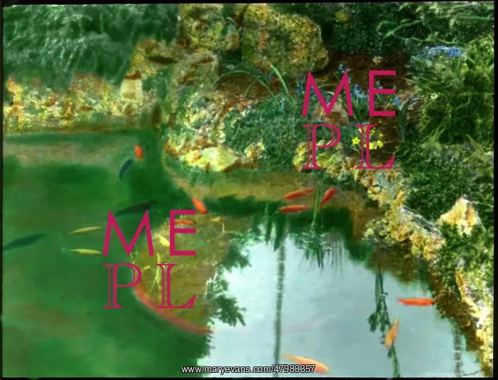 : Goldfish in a garden pool : Goldfish in a garden pool