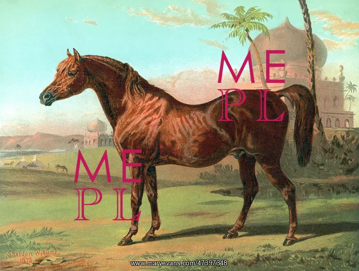 : GOLDIE ARAB HORSE : GOLDIE ARAB HORSE