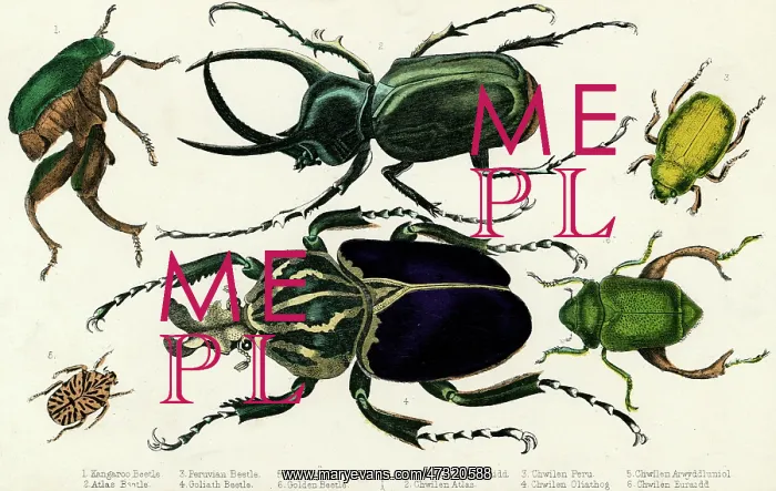  : GOLIATH BEETLE ETC